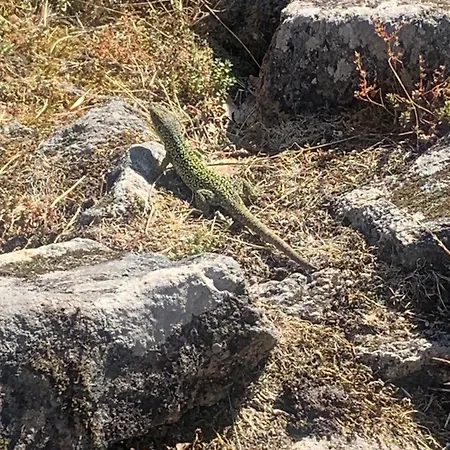 Casa Do Terrado Tourem